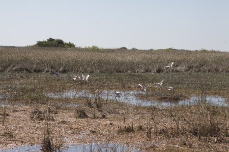 Veel vogels in de Everglades